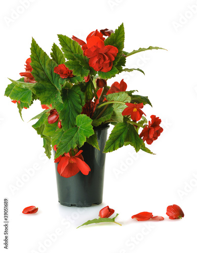 Photo: plant in pot plant in pot