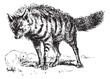 Aardwolf or Proteles cristata, vintage engraving.