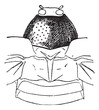 Prothorax, vintage engraving.