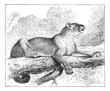 Puma or cougar, vintage engraving.
