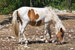 Horse grazing in a paddock.