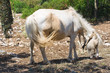 Horse grazing in a paddock.