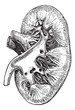 The human kidney, vintage engraving.