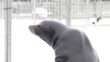 Adorable seal on water