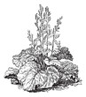 Rhubarb, vintage engraving.