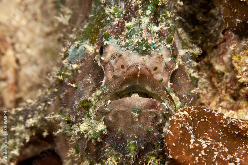 Photo: PEZ SAPO PEZ SAPO