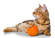 Bengal cat with orange