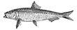 Sardine or pilchard vintage engraving