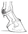 Sesamoid bones, vintage engraving.