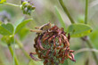 Photo: Grasshopper Grasshopper