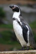 Foto: Humboldt penguin (Spheniscus humboldti) seen from the side Humboldt penguin (Spheniscus humboldti) seen from the side