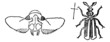 Paussus beetle, vintage engraving.