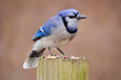 Blue jay