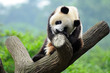 Giant panda bear in tree