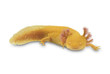 Axolotl, Ambystoma mexicanum, on white background.