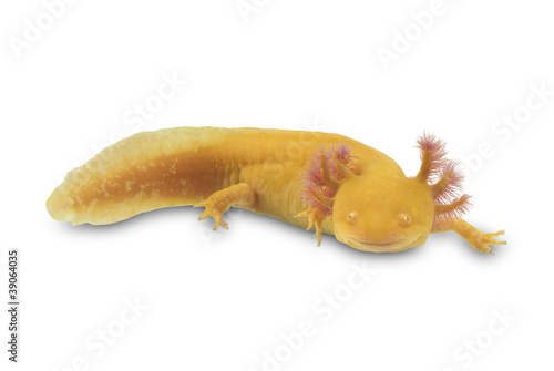 Photo: Axolotl, Ambystoma mexicanum, on white background. Axolotl, Ambystoma mexicanum, on white background.