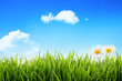Spring grass field