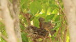 baby birds waiting for their mother to bring food