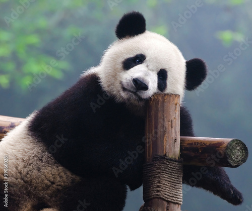Photo: Giant panda bear looking at camera Giant panda bear looking at camera