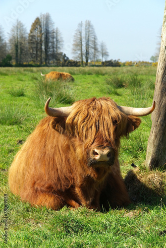 Foto: Boeuf Boeuf