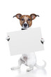 Dog holding a white banner