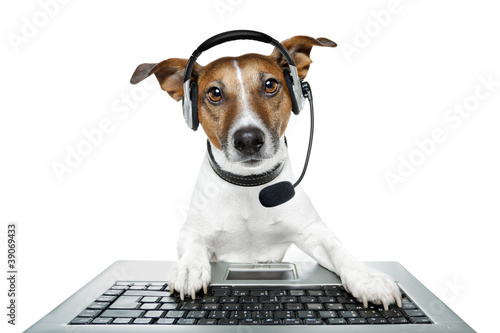 Foto: dog with headset using a laptop dog with headset using a laptop