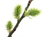 canvas print picture - spring