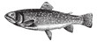 Brown Trout or Salmo trutta, vintage engraving