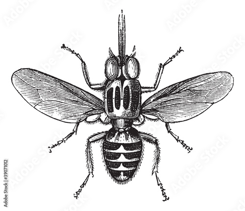 Vector: Tsetse Fly or Glossina sp., vintage engraving Tsetse Fly or Glossina sp., vintage engraving