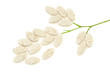 Plant made up of pills – alternative medicine concept