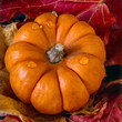 Autumn single pumpkin