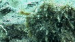 Frog Fish