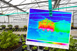 partly heated greenhouse in winter and thermal imaging
