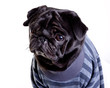 Photo: Black Mops in blue stripped sweatshirt Black Mops in blue stripped sweatshirt