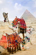 Bedouin camel rests near the Pyramids, Cairo, Egypt