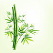 Bamboo green fresh, vector illustration Bamboo green fresh, vector illustration