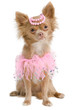 Elegant chihuahua bride with pink dress