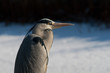 Heron in the winter