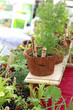 herbs in containers