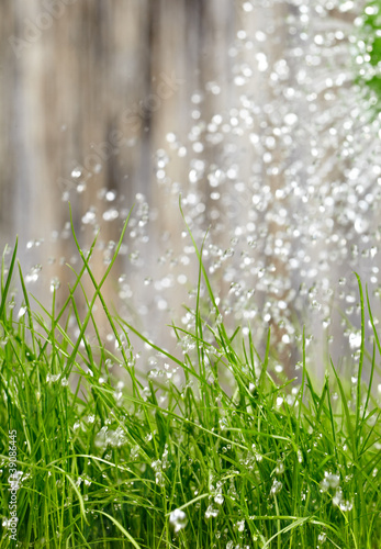 Photo: Watering can on the garden close up shoot Watering can on the garden close up shoot