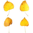 Four fall leaves