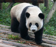 Walking giant panda bear Walking giant panda bear