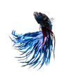 betta fish, siamese fighting fish on white background