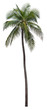 Coconut palm tree isolated on white background Coconut palm tree isolated on white background