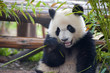 Hungry giant panda bear eating bamboo