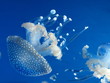 Minature Jellyfish