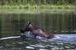 Elchkuh im Wasser