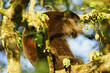 Howler Monkey silhouette