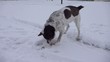 Playing dog.