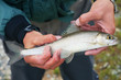 Fly fishing in Mongolia - grayling fish Fly fishing in Mongolia - grayling fish
